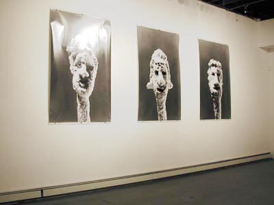 View of the series <i>Spitball Portraits: Untitled</i>, 2001, silver gelatin prints, 72x50 ins (183x127 cm) each