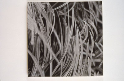 Stephen Bitterolf, <i>Detail 5 (Gramercy Park, NYC), 2002, charcoal on canvas