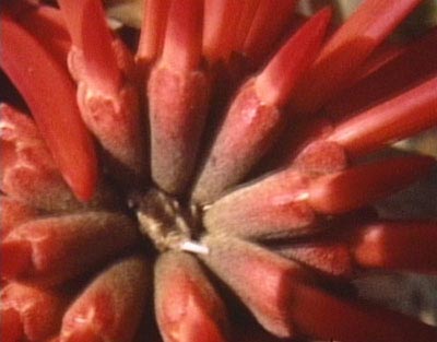 <i>All the Flowers in the Huntington</i>, 2004, video still, super 8mm film transferred to DVD, 6 min 18 sec, edition of 100
