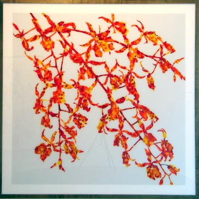 <i>Untitled</i>, 2005, acrylic and enamel behind plexiglas, 74.5x74.5 ins (189x189 cm)